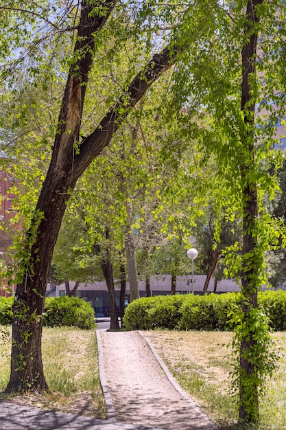 Ścieżka między drzewami w parku miejskim