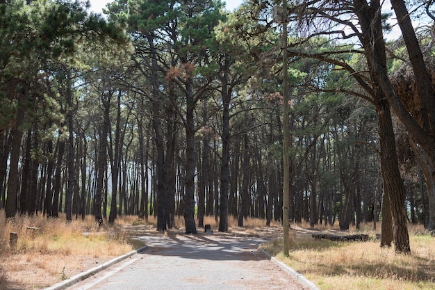Ścieżka otoczona drzewami w parku miejskim