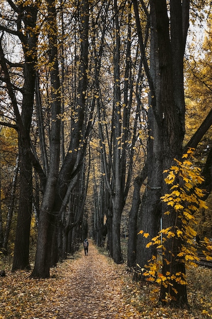 Ścieżka otoczona żółtymi opadłymi liśćmi w jesiennym lesie