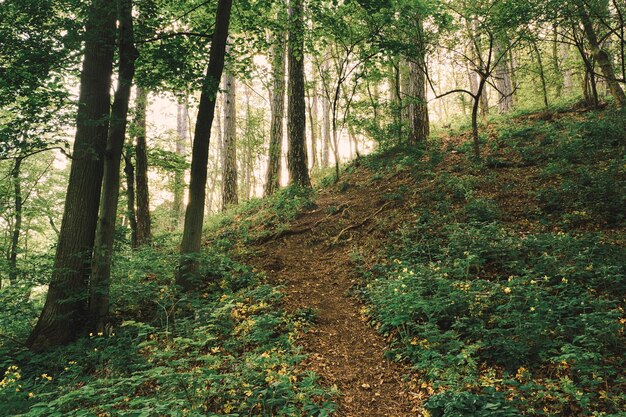Ścieżka pod górę w lesie
