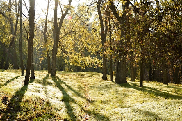 Ścieżka pokryta liśćmi w parku w słoneczny jesienny poranek