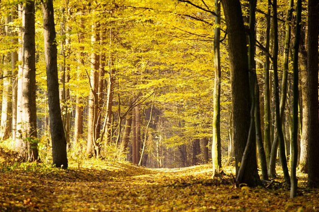 Ścieżka przez jesienny las