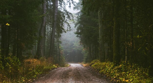 Ścieżka przez las sosnowy w mglisty jesienny dzień