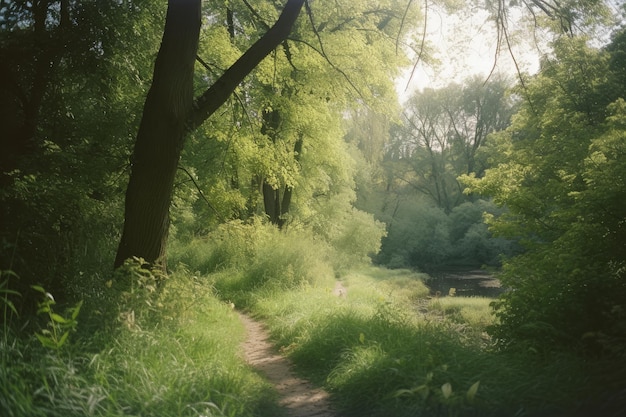 Ścieżka przez las z rzeką w tle