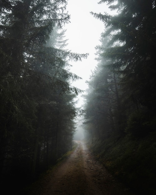 Ścieżka Przez Mgliste Lasy W Kierunku Dolomitów