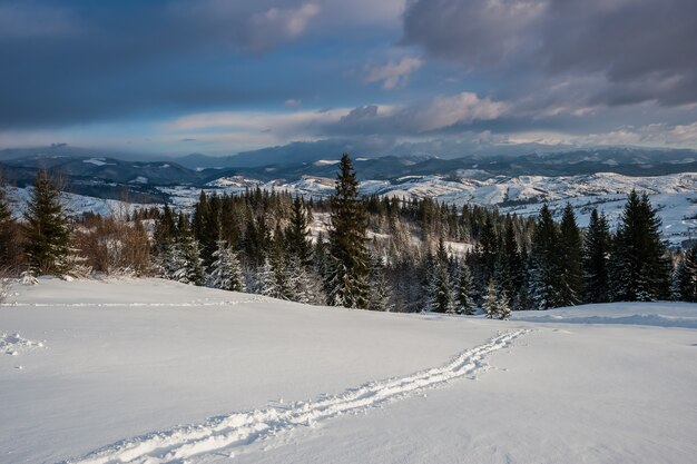 Ścieżka Przez śnieg W Zimowym Lesie, Krajobraz