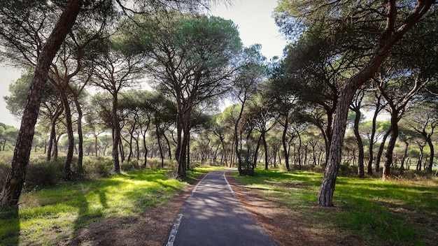 Zdjęcie Ścieżka rowerowa biegnąca przez piękny las sosnowy w prowincji huelva