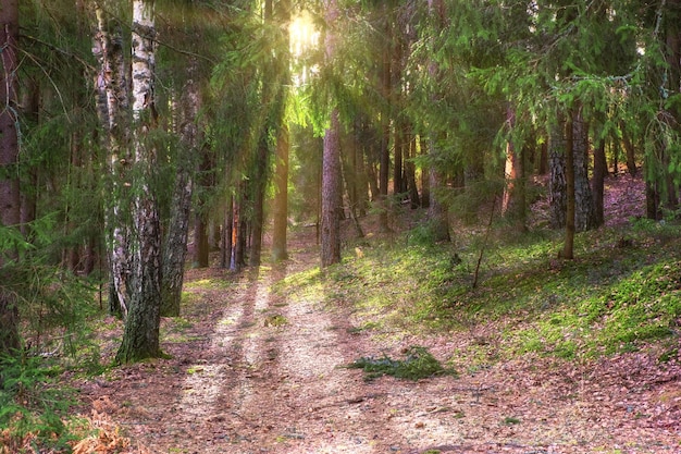 Ścieżka w dzikim pięknym zielonym lesie. Piękny widok na las wczesnym rankiem. Koncepcja podróży i turystyki pieszej.