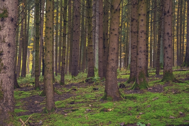 ścieżka w jesiennym żółtym lesie