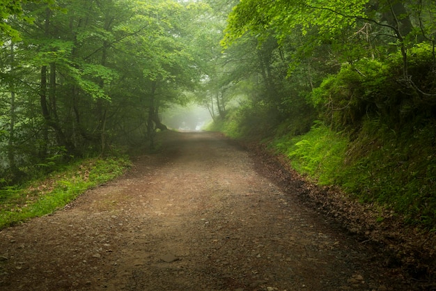 Ścieżka w lesie Peloño, Ponga, Asturia, Hiszpania