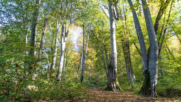 Ścieżka W Lesie. Wędrówki W Lesie W Pobliżu Soczi, Rosja.