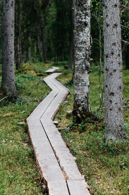 Zdjęcie Ścieżka w lesie