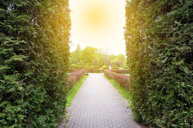 Ścieżka w parku miejskim Park miejski w okresie wiosennym