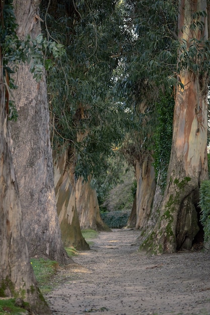 Ścieżka w parku z kilkusetletnimi drzewami odmiany niebieskiego eukaliptusa.