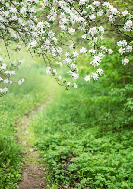 Ścieżka w trawie w ogrodzie między kwitnącymi drzewami