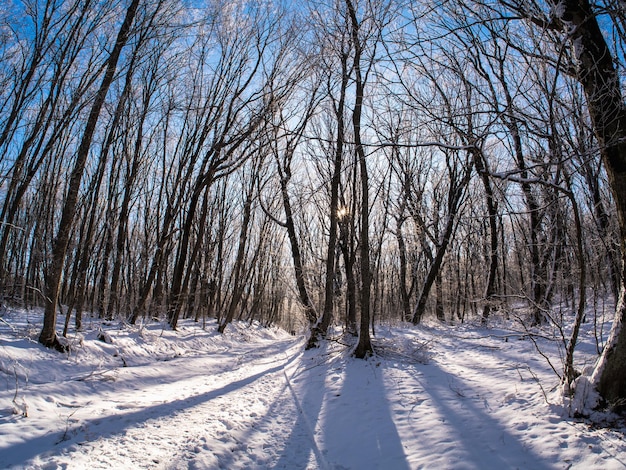 ścieżka w zaśnieżonym lesie