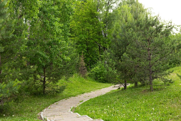 Ścieżka w zielonym lesie Ścieżka w lesie Zielony krajobraz leśnej ścieżki