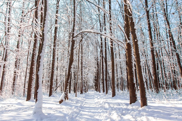 Ścieżka w zimowym lesie sosnowym ze śniegiem na drzewach i podłodze w słoneczny dzień.