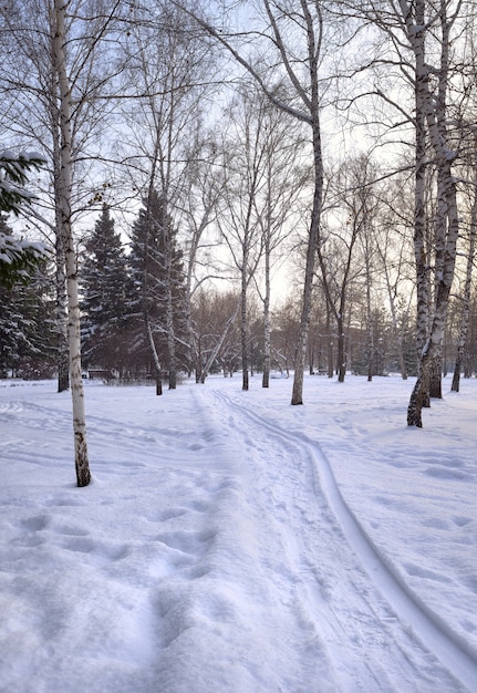 ścieżka w zimowym parku brzozy i trasy narciarskie na śniegu w parku świetności