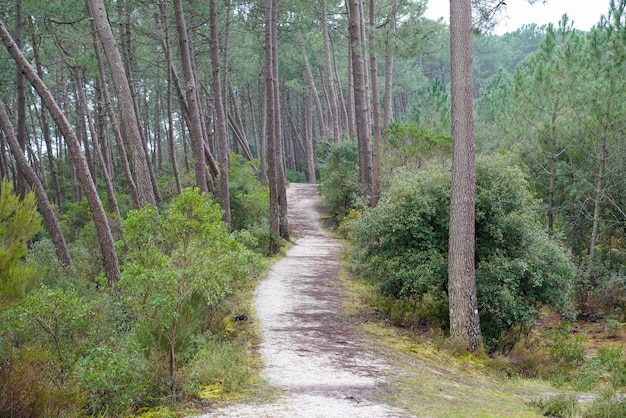 Ścieżka we francuskim lesie sosnowym w parku Landes