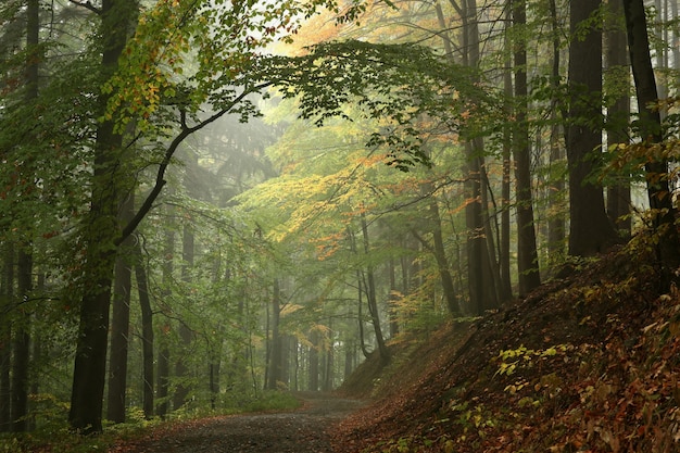 Ścieżka wśród buków przez jesienny las w mglistej deszczowej pogodzie