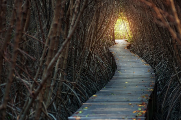 Zdjęcie Ścieżka wśród drzew w lesie