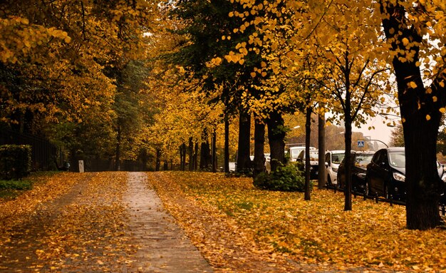Ścieżka wśród drzew w parku jesienią