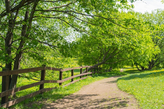 Ścieżka wzdłuż drewnianego ogrodzenia, słoneczny wiosenny lub letni dzień