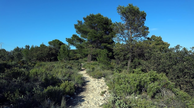 Ścieżka z kamieniami w lesie w górach Hiszpanii. Prowincja Alicante, przełęcz Carasqueta. Sosny