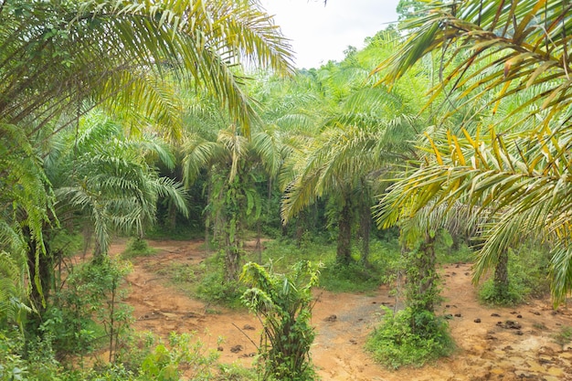 Ścieżka zielonego lasu tropikalnego przez zieloną dżunglę wędrówki w Tajlandii Tło dżungli
