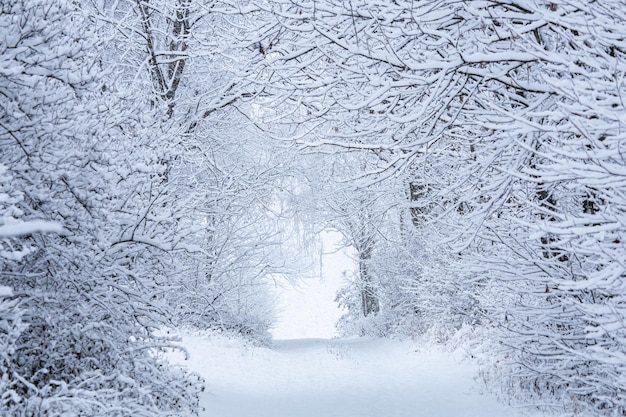 Ścieżka zimowa Śnieżna droga w lesie