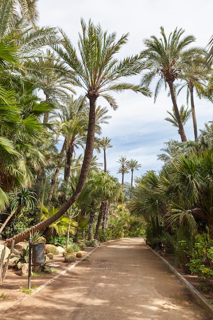 Ścieżki i szlaki w Parku el Palmeral we Wspólnocie Walencji Alicante Hiszpania