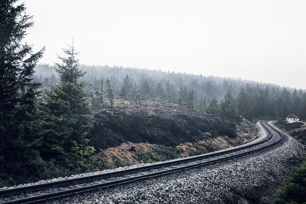 Zdjęcie Ścieżki kolejowe pośród drzew na tle nieba