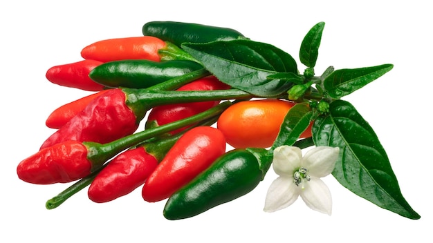 Zdjęcie Ścieżki pequin piquin chili peppers