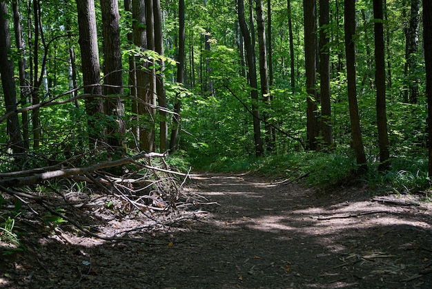 Zdjęcie Ścieżki spacerowe i joggingowe w parku narodowym naturalne tło