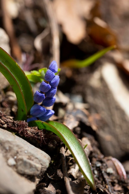 Scilla bifolia cebula alpejska lub dwulistna cebula to wieloletnia roślina zielna z rodziny szparagowate Artystyczne zdjęcie wcześnie kwitnącej rośliny Scilla bifolia alpejska cebulica