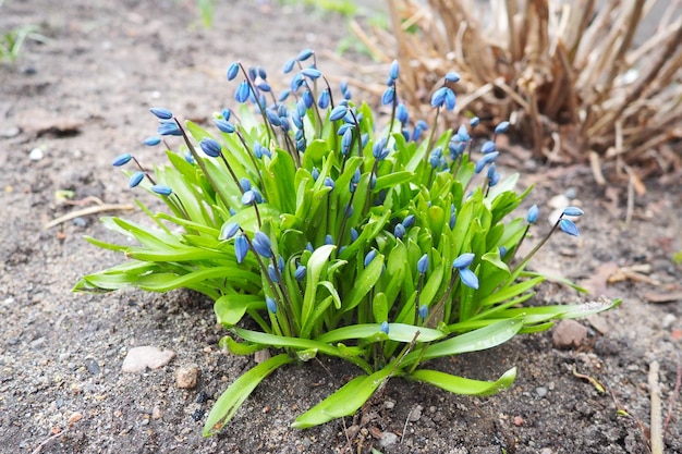 Zdjęcie scilla to rodzaj bulbforming wieloletnich roślin trawiastych z rodziny asparagaceae podrodziny scilloideae czasami nazywane squills w języku angielskim niebieskie kwiaty w kwiatowcu na początku wiosny