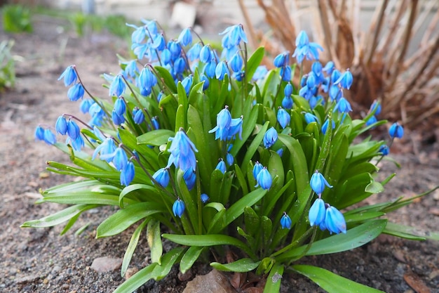 Scilla to rodzaj bulbforming wieloletnich roślin trawiastych z rodziny Asparagaceae podrodziny Scilloideae Czasami nazywane squills w języku angielskim Niebieskie kwiaty w kwiatowcu na początku wiosny