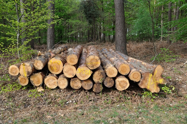 Ścinanie pni drzew w lesie komunalnym Saint-Pierre-LÃ¨s-Elbeuf,