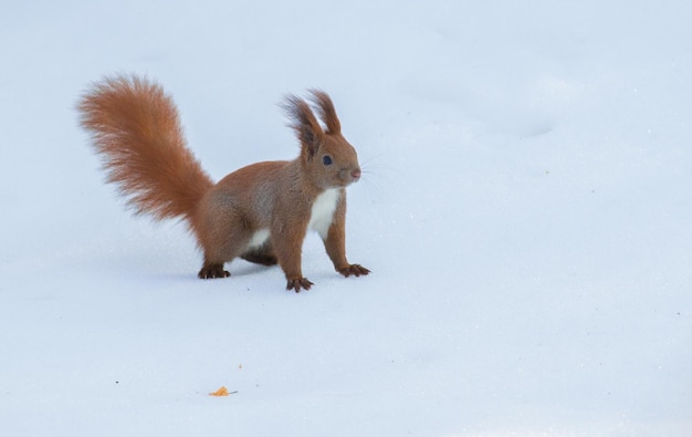 Sciurus vulgaris Zimowy słoneczny poranek świeży śnieg spadł wiewiórka czerwona biega w poszukiwaniu orzechów