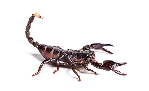 Scorpion, Dyktator Pandinus, Przed Bielą