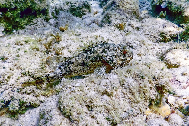 Scorpion Fish podwodne życie podwodne. Mała skorpena czerwona (Scorpaena notata)