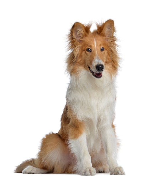 Scotch Collie, siedzący, na białym tle