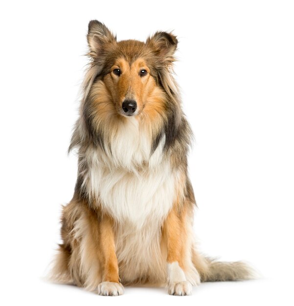 Scotch Collie siedzi przed białą ścianą
