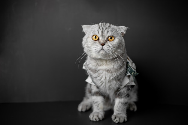 Scottish Fold Cat Są Squat Na Stole.