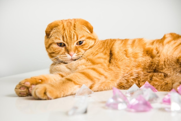 Scottish Fold Czerwony Kot Z Brylantami Na Białym Tle W Walentynki