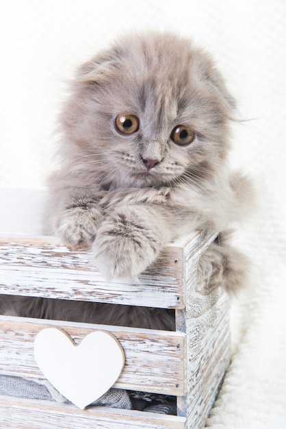 Scottish fold Highland fold kotek szary puszysty kot