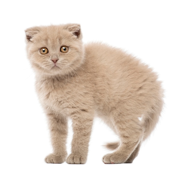 Scottish Fold Kitten (9 tygodni)