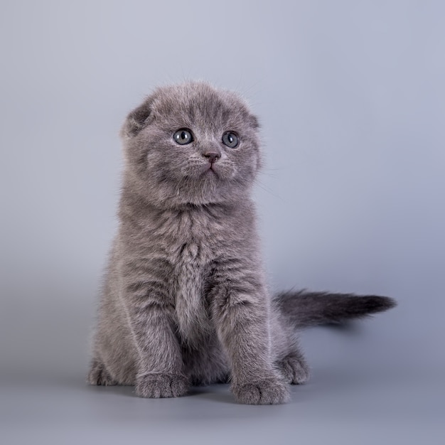 Scottish Fold mały uroczy kociak w kolorze niebieskim