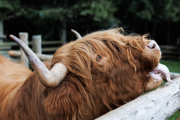 Scottish Highland Bull w gospodarstwie ma długie rogi i długi kudłaty płaszcz